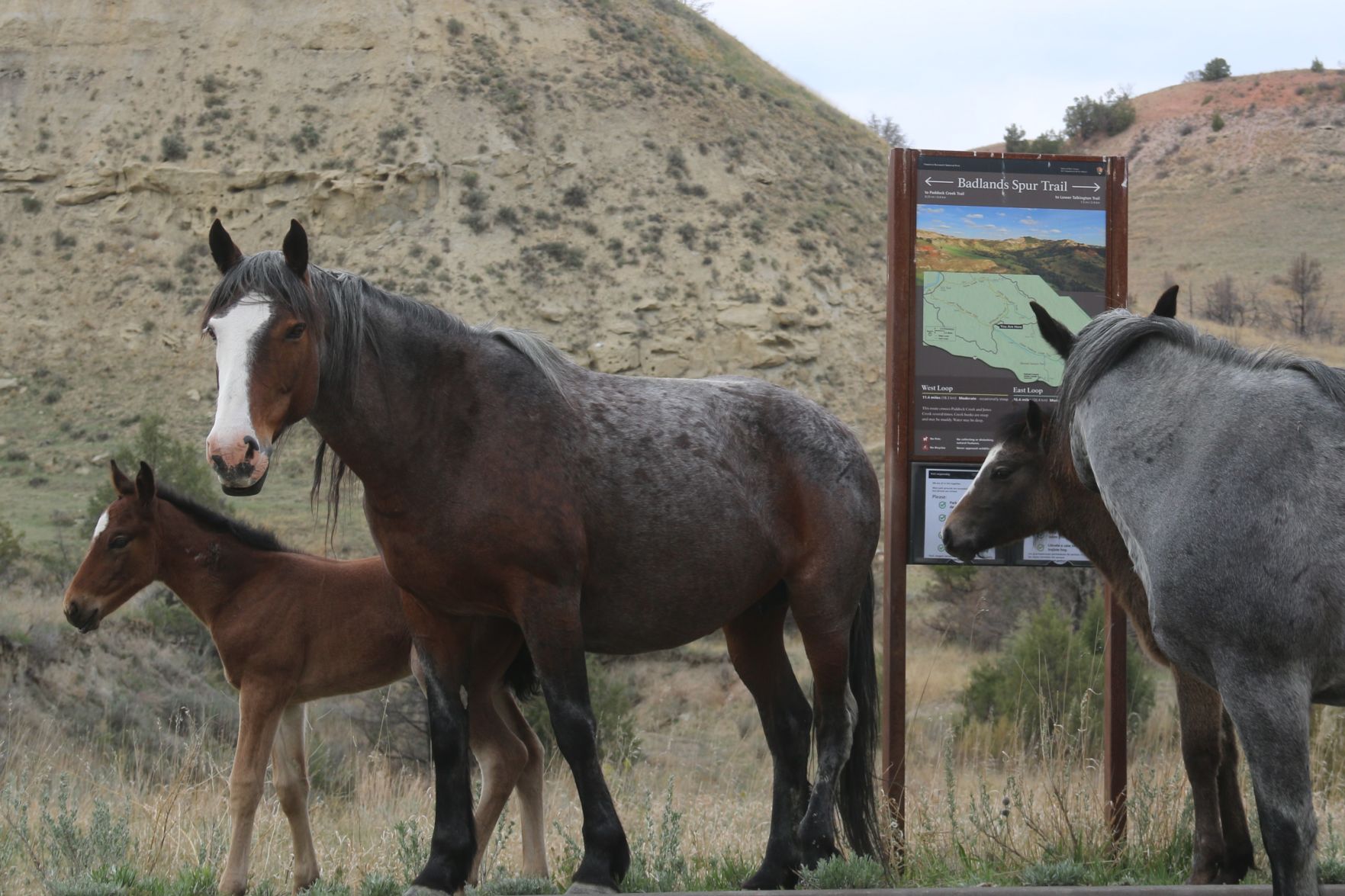 Wild Horses